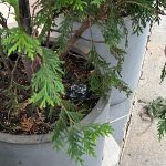 Dead Drop in Planter